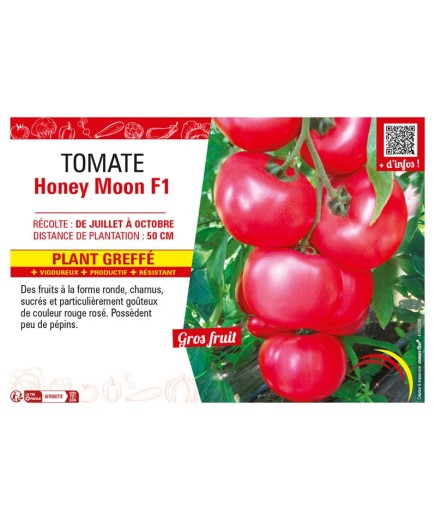 TOMATE HONEY MOON F1 Plant greffé