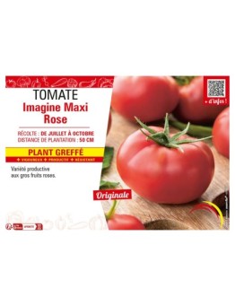 TOMATE IMAGINE MAXI ROSE Plant greffé
