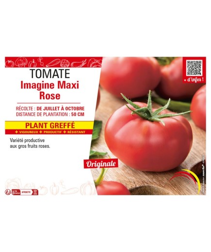 TOMATE IMAGINE MAXI ROSE Plant greffé