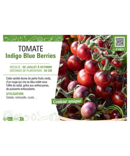 TOMATE INDIGO BLUE BERRIES