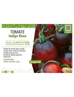 TOMATE INDIGO ROSE