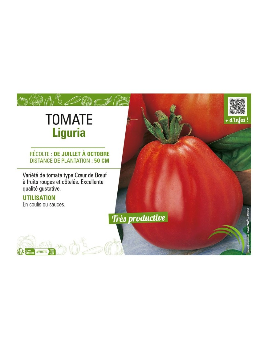 TOMATE LIGURIA