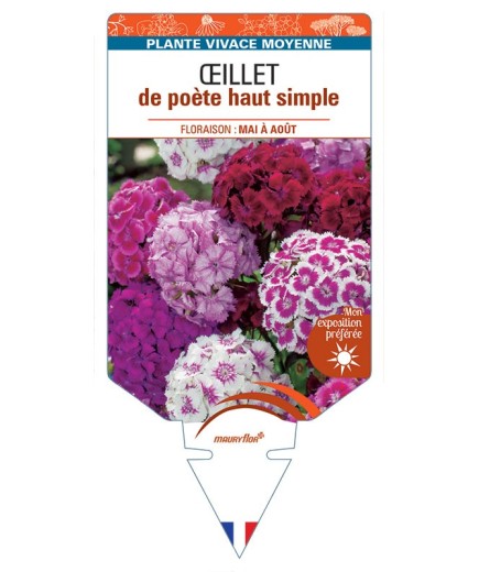 DIANTHUS barbatus voir Œillet de poète haut simple