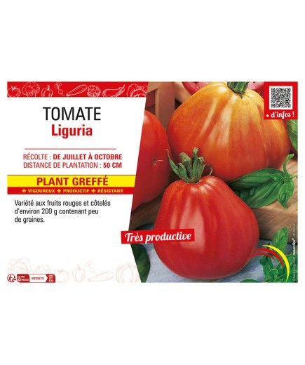 TOMATE LIGURIA Plant greffé