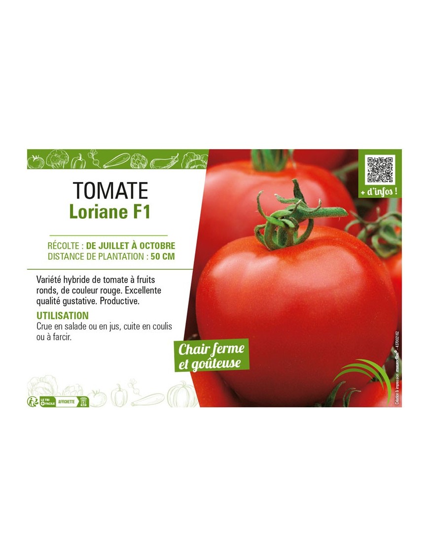 TOMATE LORIANE F1