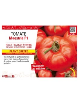 TOMATE MAESTRIA F1 Plant greffé