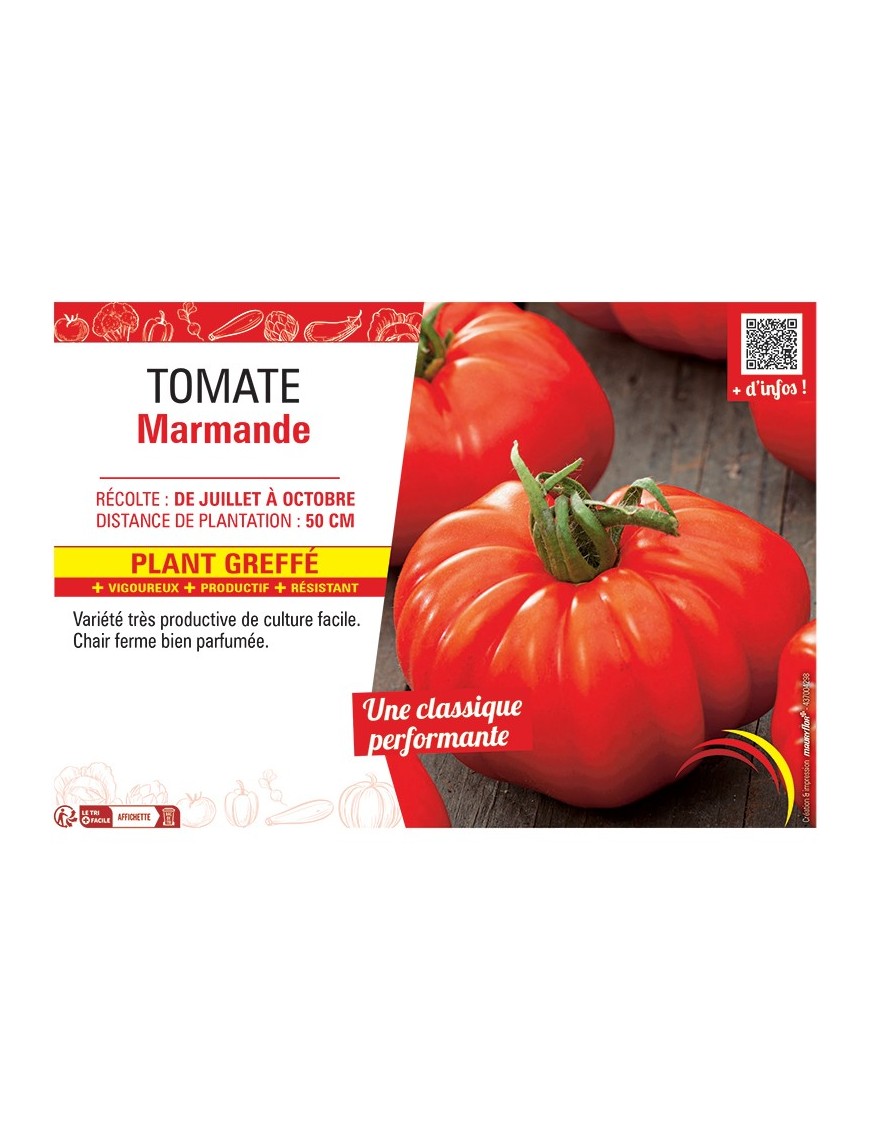 TOMATE MARMANDE Plant greffé
