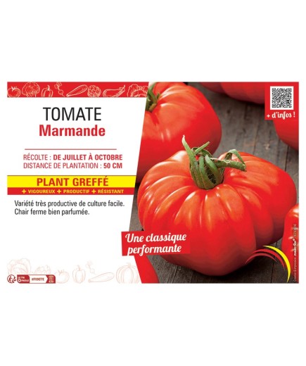 TOMATE MARMANDE Plant greffé