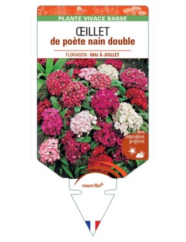 DIANTHUS barbatus voir Œillet de poète nain double