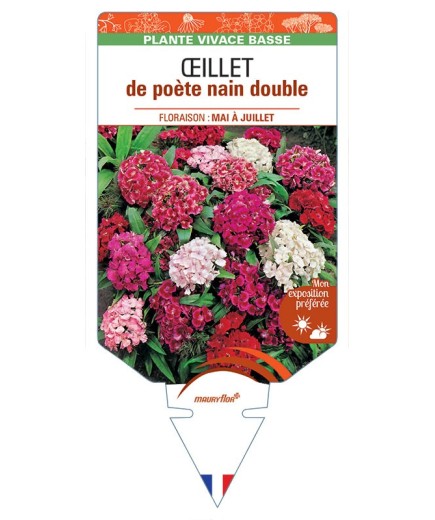DIANTHUS barbatus voir Œillet de poète nain double