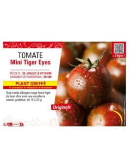 TOMATE MINI TIGER EYES Plant greffé