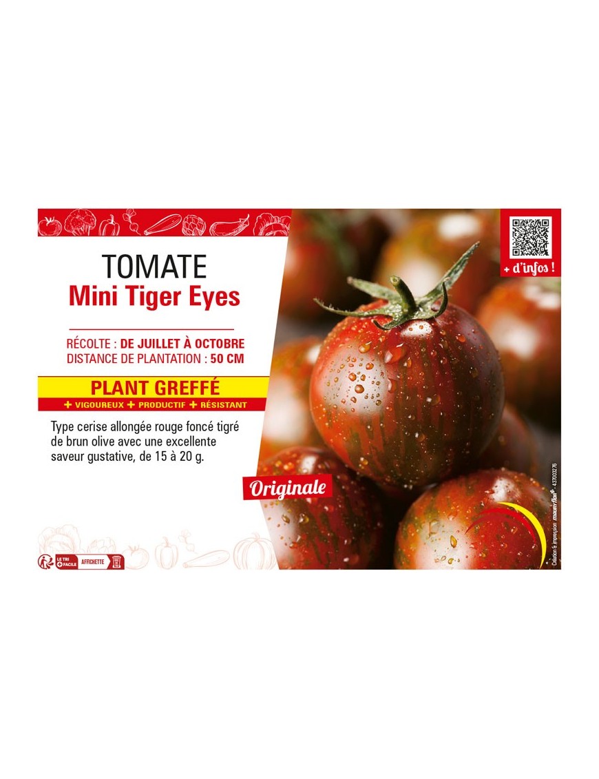 TOMATE MINI TIGER EYES Plant greffé