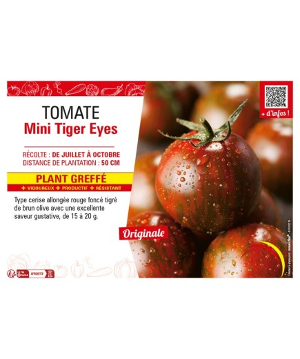 TOMATE MINI TIGER EYES Plant greffé