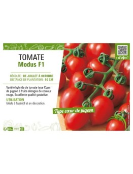 TOMATE MODUS F1