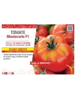 TOMATE MONTECARLO F1 Plant greffé