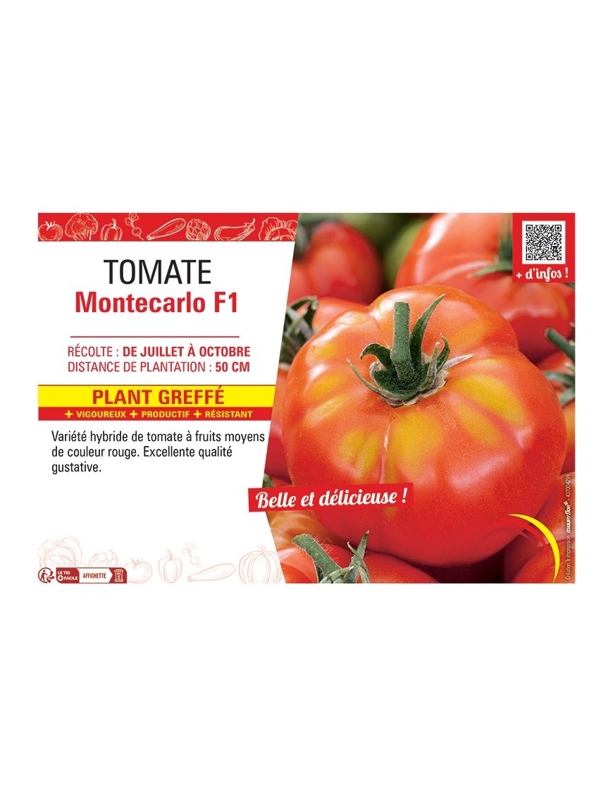 TOMATE MONTECARLO F1 Plant greffé
