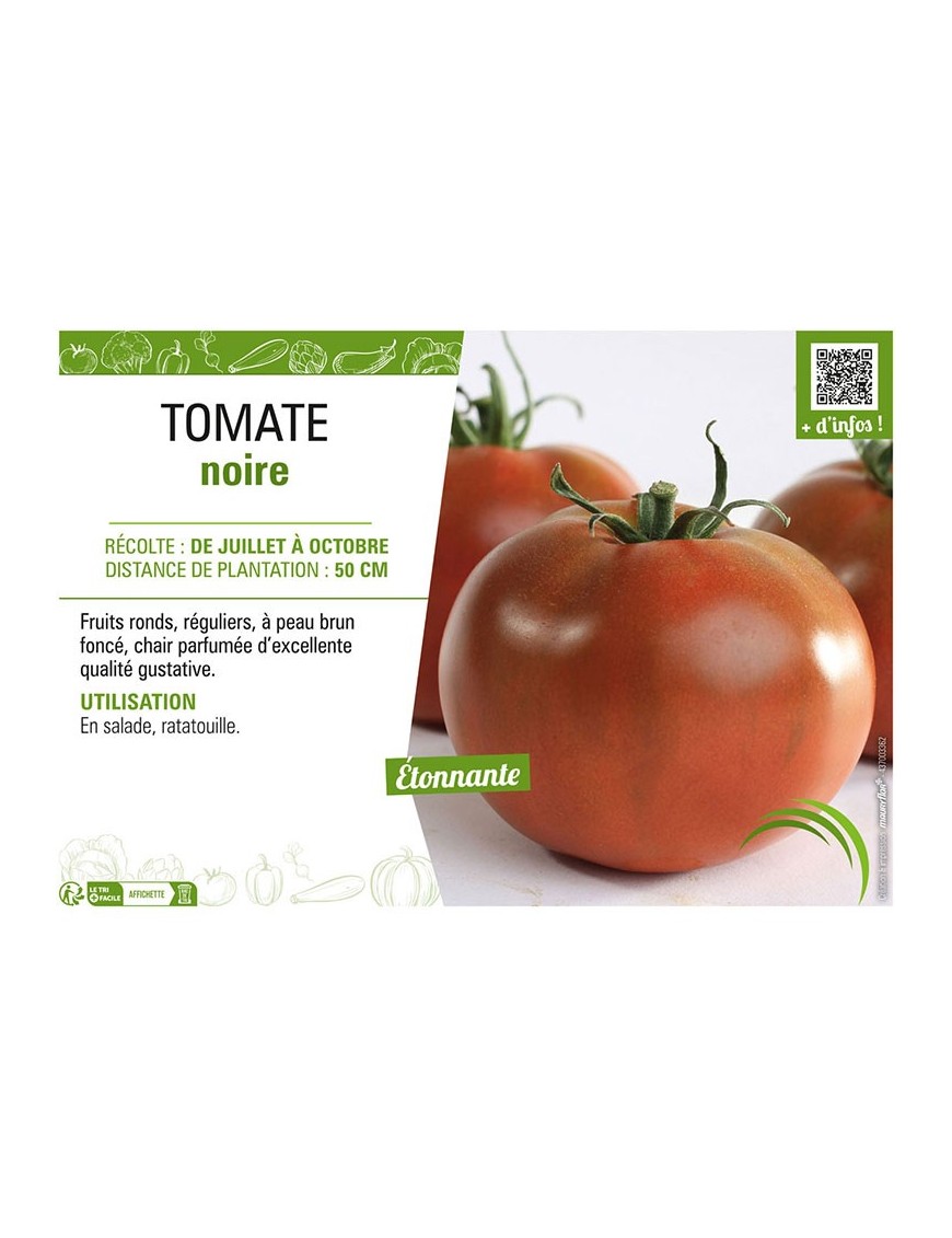 TOMATE NOIRE