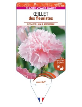 DIANTHUS caryophyllus voir Œillet des fleuristes