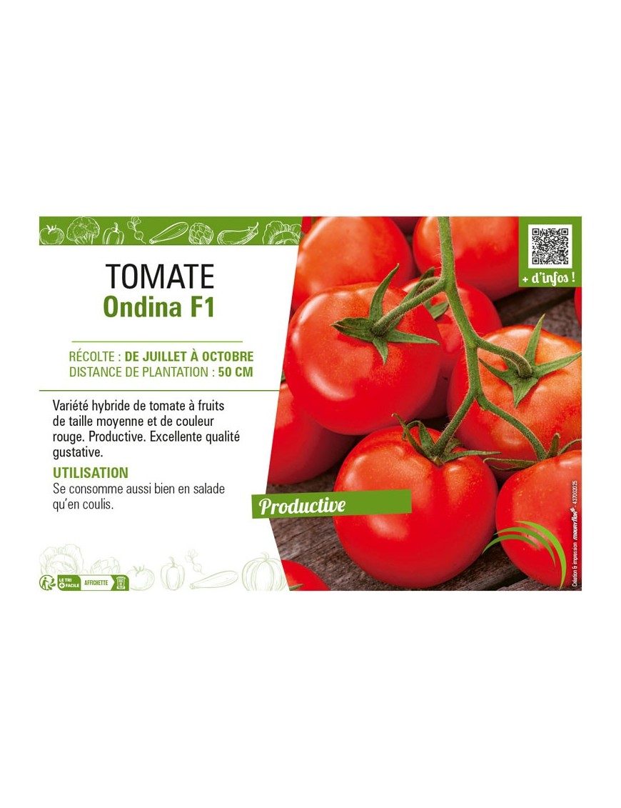 TOMATE ONDINA F1