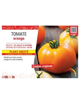 TOMATE ORANGE Plant greffé