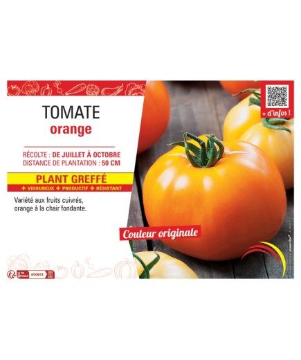 TOMATE ORANGE Plant greffé