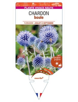 ECHINOPS ritro (bleu) voir CHARDON boule *