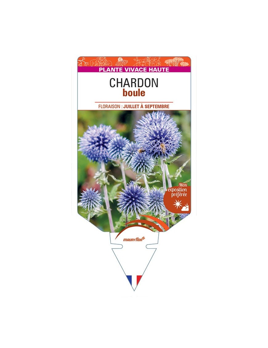 ECHINOPS ritro (bleu) voir CHARDON boule *