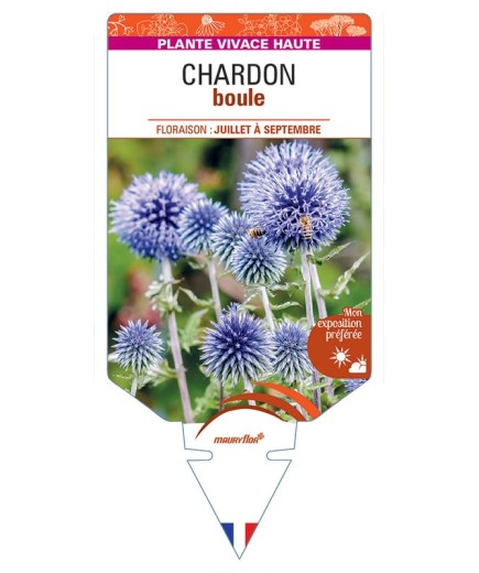 ECHINOPS ritro (bleu) voir CHARDON boule *