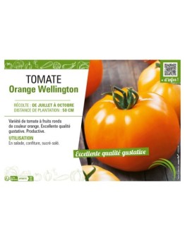 TOMATE ORANGE WELLINGTON