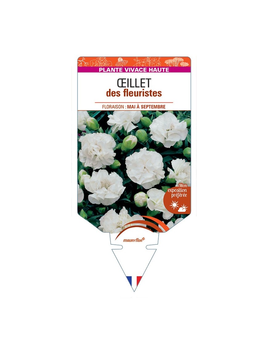 DIANTHUS caryophyllus voir Œillet des fleuristes (blanc)