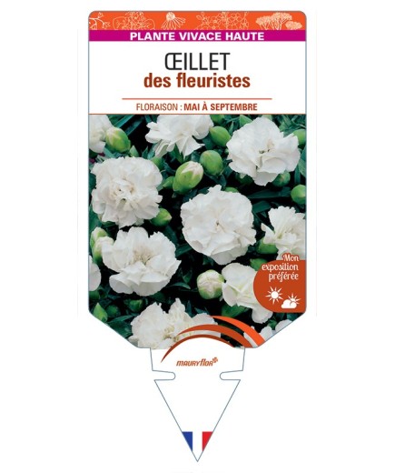 DIANTHUS caryophyllus voir Œillet des fleuristes (blanc)