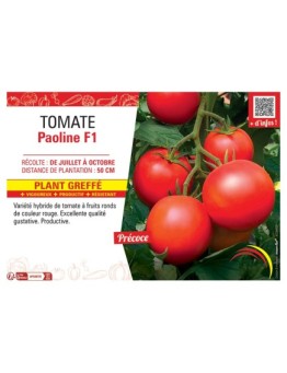 TOMATE PAOLINE F1 Plant greffé