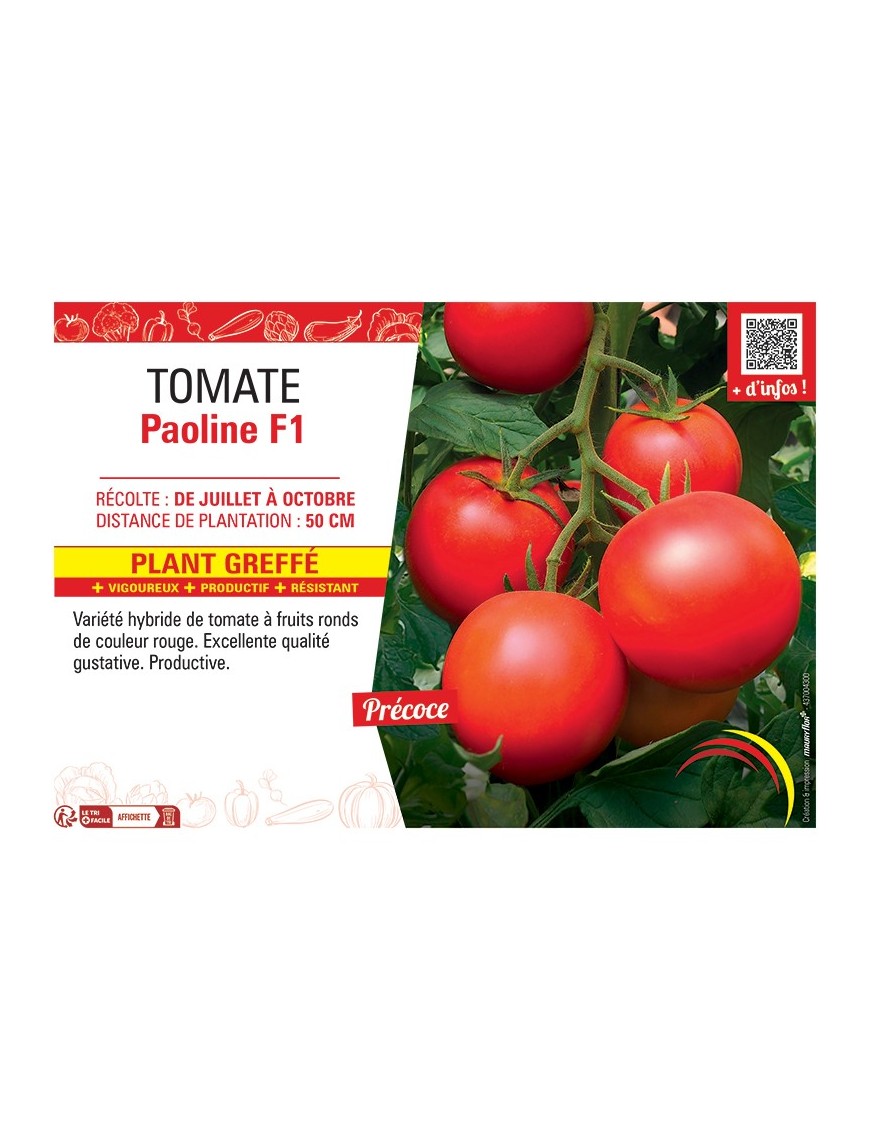 TOMATE PAOLINE F1 Plant greffé