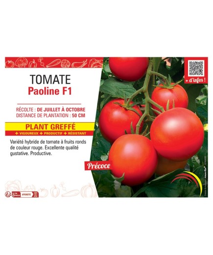 TOMATE PAOLINE F1 Plant greffé