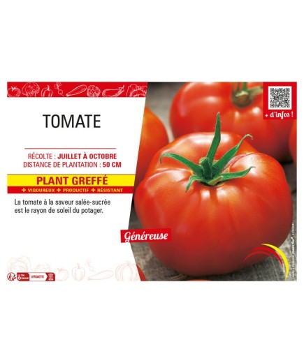 TOMATE Plant greffé