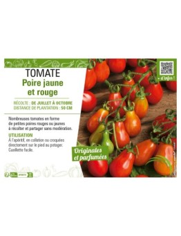 TOMATE POIRE JAUNE ET ROUGE