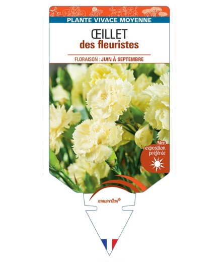 DIANTHUS caryophyllus voir Œillet des fleuristes (jaune)