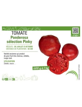 TOMATE PONDEROSA SELECTION PINKY