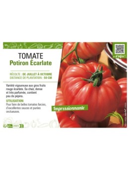 TOMATE POTIRON ÉCARLATE