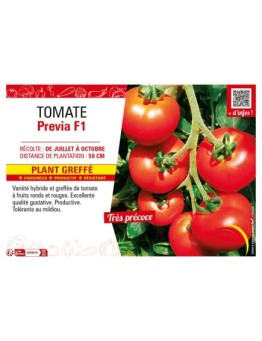 TOMATE PREVIA F1 Plant greffé
