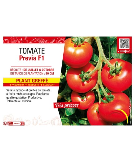 TOMATE PREVIA F1 Plant greffé