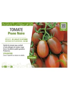 TOMATE PRUNE NOIRE