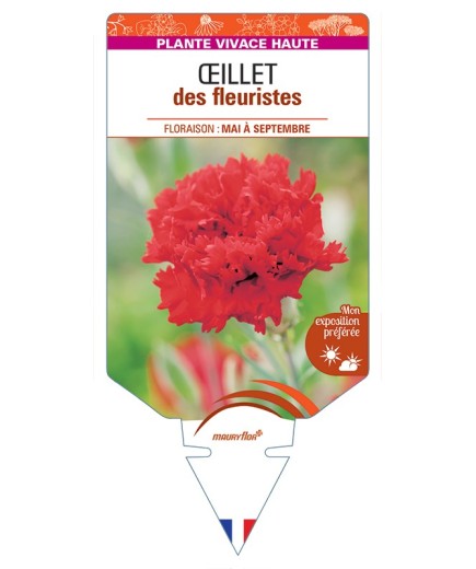DIANTHUS caryophyllus voir Œillet des fleuristes (rouge)