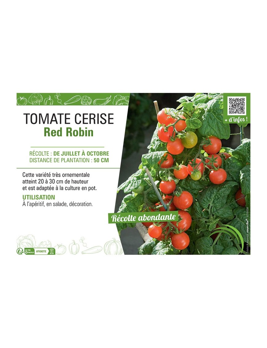 TOMATE CERISE RED ROBIN