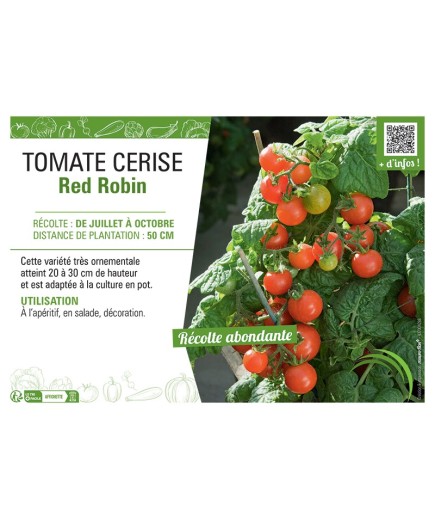 TOMATE CERISE RED ROBIN