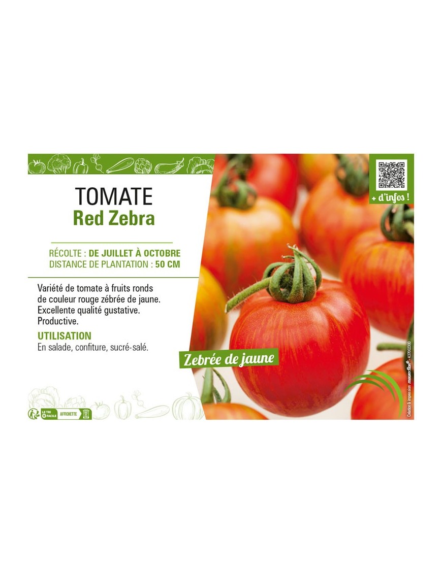 TOMATE RED ZEBRA