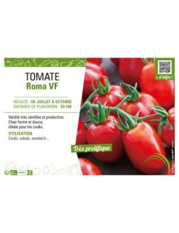 TOMATE ROMA VF