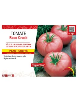 TOMATE ROSE CRUSH Plant greffé