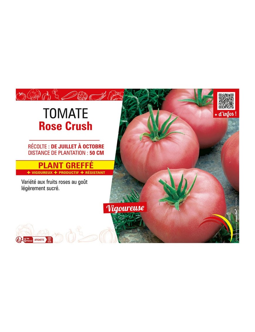 TOMATE ROSE CRUSH Plant greffé
