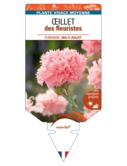 DIANTHUS caryophyllus voir Œillet des fleuristes (saumon)